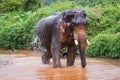 Elephant standing in river in the rain forest of Khao Sok sanctuary, Thailand Royalty Free Stock Photo