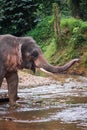 Elephant standing in river in the rain forest of Khao Sok sanctuary, Thailand Royalty Free Stock Photo