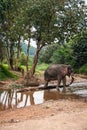 Elephant standing in river in the rain forest of Khao Sok sanctuary, Thailand Royalty Free Stock Photo