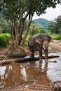 Elephant standing in river in the rain forest of Khao Sok sanctuary, Thailand Royalty Free Stock Photo