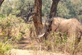 Elephant standing in the shade in south luangwa national park zambia