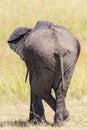 Elephant standing three legs and resting from behind