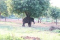 elephant standing under a tree & eating grass with locked at toe by chain rope at zoo. - Image Royalty Free Stock Photo