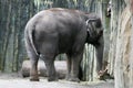 Elephant standing in zoo structure