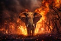 An elephant stands in front of a raging forest fire, showcasing the impact of environmental destruction on wildlife Royalty Free Stock Photo