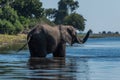 Elephant stands in shallow river raising trunk Royalty Free Stock Photo