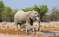 An elephant stands by a waterhole with a zebra close by