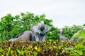 Elephant statue