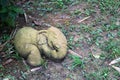 The elephant statue in the nature garden Royalty Free Stock Photo