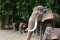 The elephant statue in the nature garden