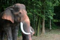 The elephant statue in the nature garden