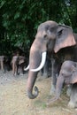 The elephant statue in the nature garden