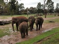 Elephants @ Taronga Western Plains Zoo Dubbo NSW Australia