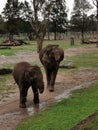 Elephants @ Taronga Western Plains Zoo Dubbo NSW Australia