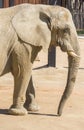 Elephant staying calm, Elephantidae