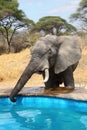 Elephant stealing water from swimming pool Royalty Free Stock Photo