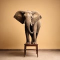 Elephant on a stool in a studio setting, with brown background