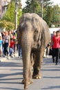 Elephant in the street