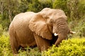 Elephant stretching down with his trunk Royalty Free Stock Photo