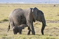 Elephant suckle her calf Royalty Free Stock Photo