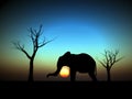 Elephant Sunrise 12 Royalty Free Stock Photo