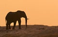Elephant in sunset Royalty Free Stock Photo