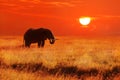 Elephant at sunset in the Serengeti National Park. Africa. Tanzania Royalty Free Stock Photo