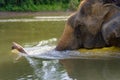 Elephant Swim Royalty Free Stock Photo