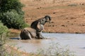 Elephant Swimming