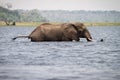 Elephant swimming