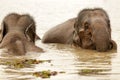 Elephant swimming Royalty Free Stock Photo