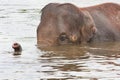 elephant swimming Royalty Free Stock Photo