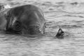 Elephant swimming in deep water Royalty Free Stock Photo