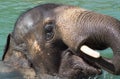 Elephant Swimming in Blue Green Water