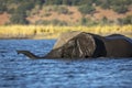 Elephant swimming in Chobe River in Botswana Royalty Free Stock Photo