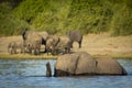 Elephant swimming in Chobe River in Botswana Royalty Free Stock Photo