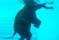 Elephant swimming in swimming pool Royalty Free Stock Photo