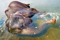 Elephant swimming