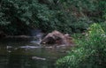 An elephant is swimming in the river at the Thailand Khao Yai national park, Thai elephant washing self body in the canal of wild