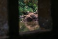 An elephant is swimming in the river at the Thailand Khao Yai national park, Thai elephant washing self body in the canal of wild Royalty Free Stock Photo