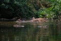 An elephant is swimming in the river at the Thailand Khao Yai national park, Thai elephant washing self body in the canal of wild