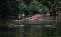 An elephant is swimming in the river at the Thailand Khao Yai national park, Thai elephant washing self body in the canal of wild