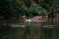 An elephant is swimming in the river at the Thailand Khao Yai national park, Thai elephant washing self body in the canal of wild