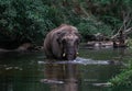 An elephant is swimming in the river at the Thailand Khao Yai national park, Thai elephant washing self body in the canal of wild Royalty Free Stock Photo