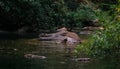 An elephant is swimming in the river at the Thailand Khao Yai national park, Thai elephant washing self body in the canal of wild Royalty Free Stock Photo