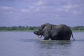 Elephant swimming Royalty Free Stock Photo