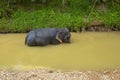 Elephant swimming in Thailand Royalty Free Stock Photo