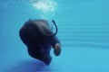 Elephant swimming underwater. Thai elephant in the clear water Royalty Free Stock Photo