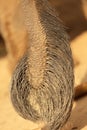 Elephant tail Royalty Free Stock Photo