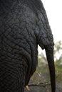 Elephant Tail And